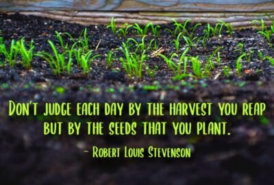 Don't judge each day by the harvest you reap but by the seeds that you plant.