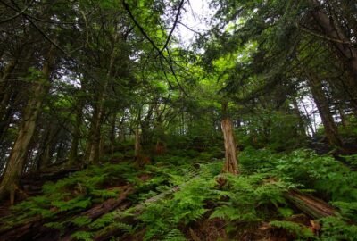 How climate change could impact forests