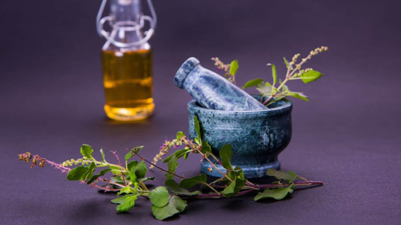 Significance of Tulsi (Holy Basil) in Indian Culture