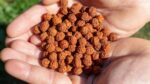Importance of Rudraksha in Hindu Mythology 1