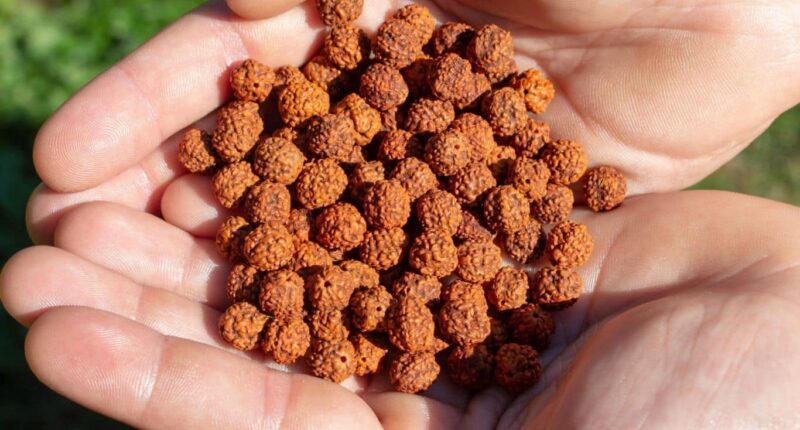 Importance of Rudraksha in Hindu Mythology