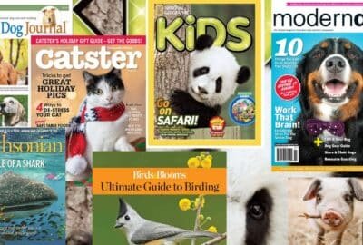 Top 10 des magazines pour les amoureux de la faune