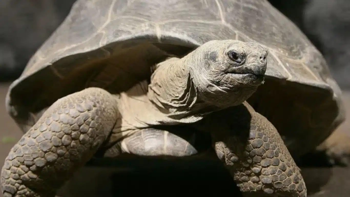 Turtle - Chinese Mythology