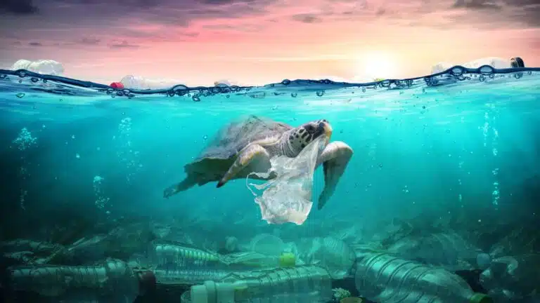 The Threat of Plastic Pollution and What We Can Do About It