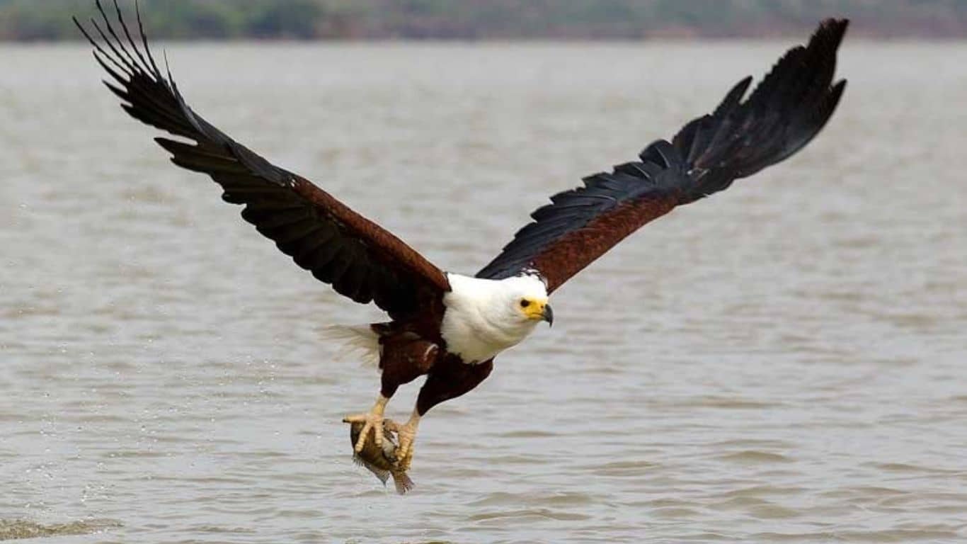 Significance of Animals in Mythology Around the Globe - Eagle - freedom and power