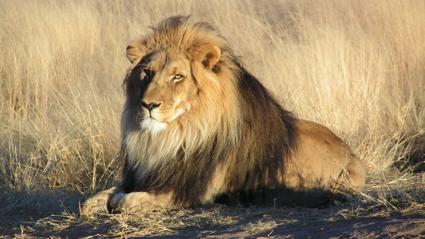 Lion (African)