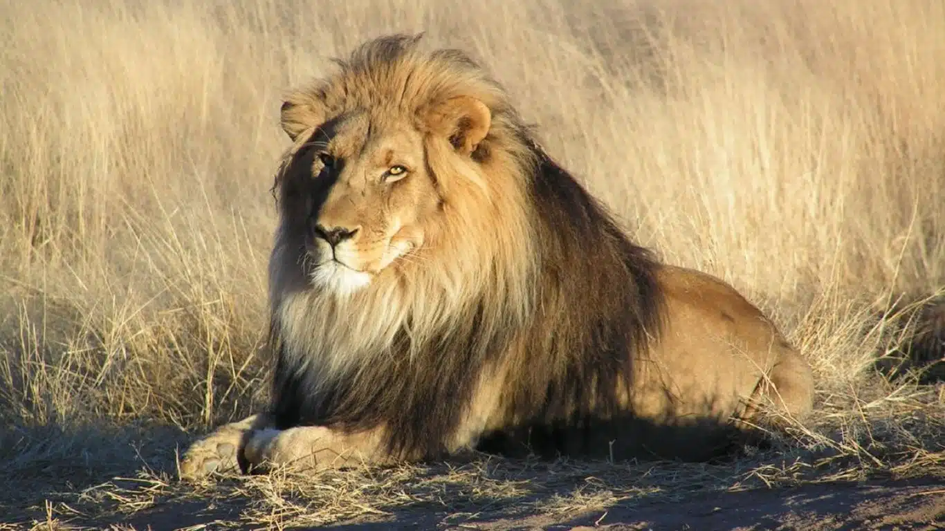 Lion (African)