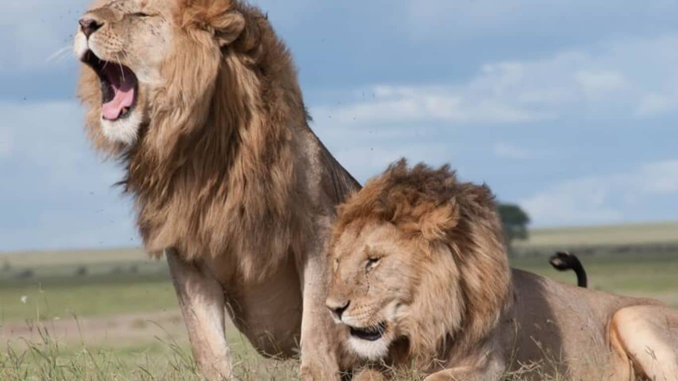 Lion - strength and courage