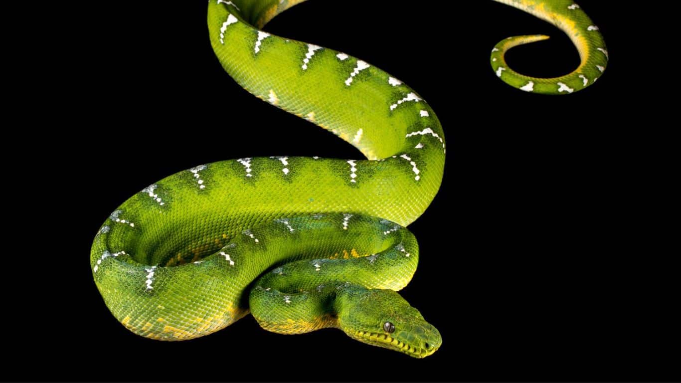 Significance of Animals in Mythology Around the Globe - Serpent - cunning and wisdom 