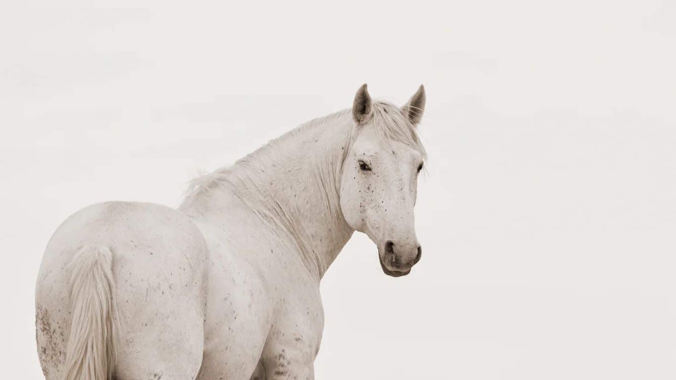 Horse - Freedom and grace