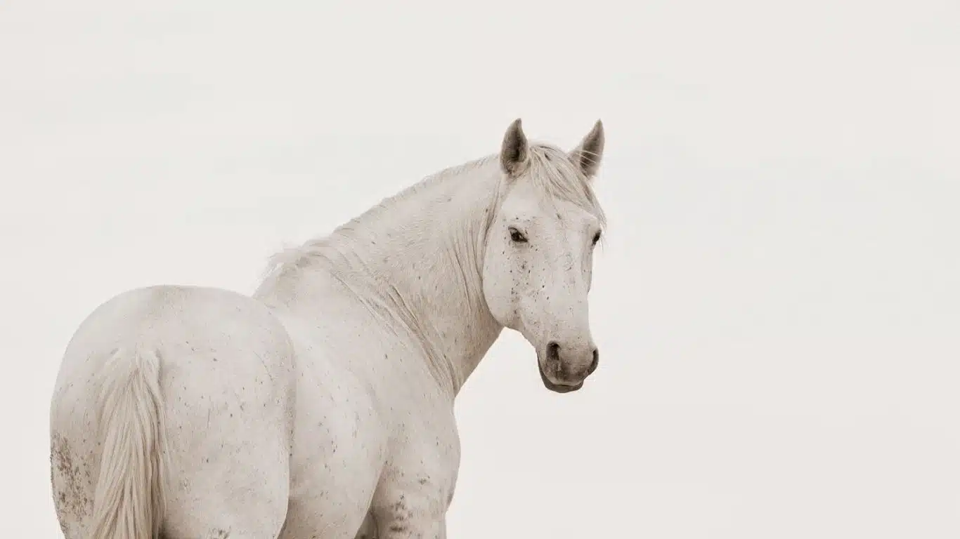 Horse - Freedom and grace