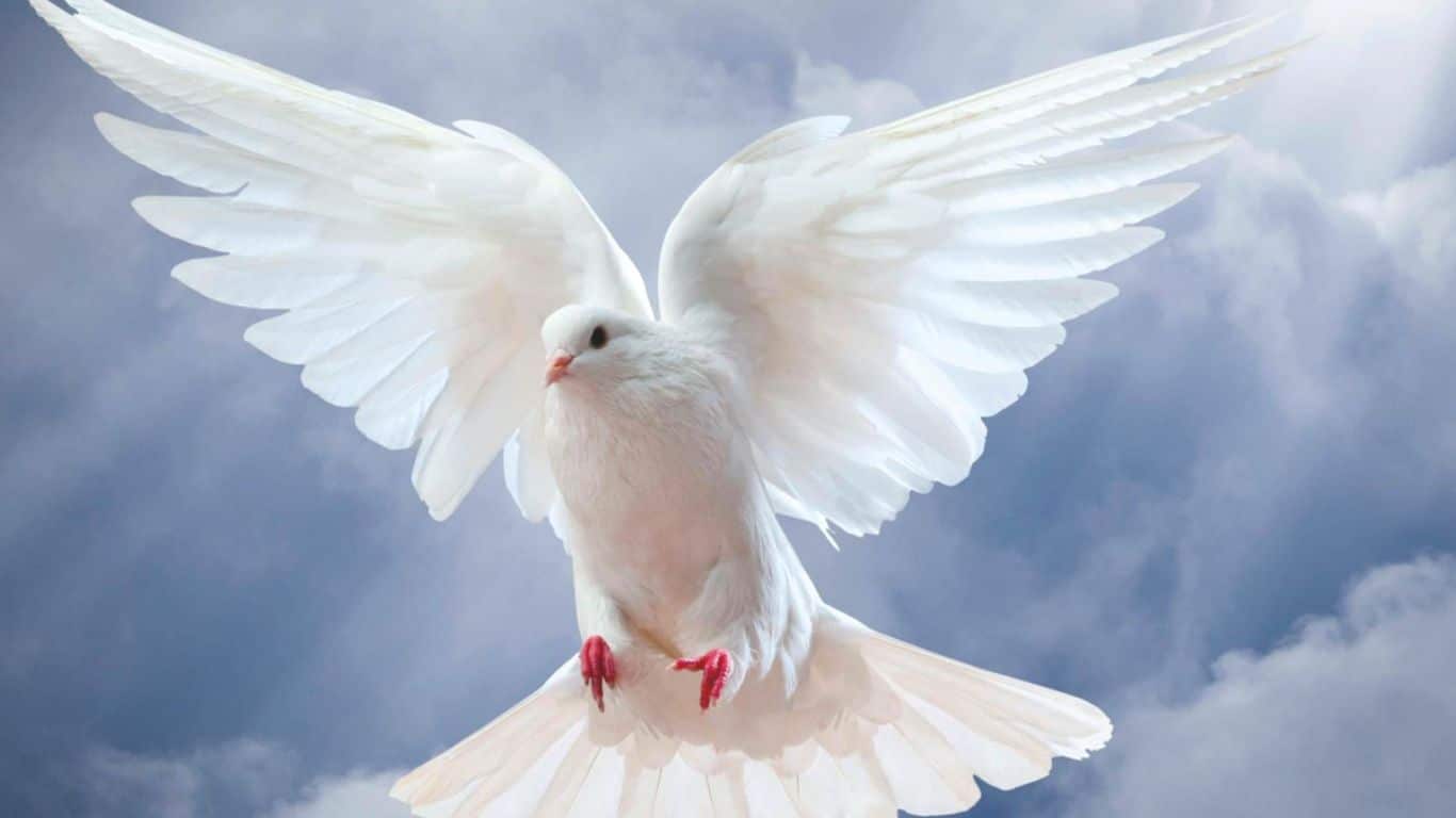 The Intriguing Stories Behind Greek God Symbols and Names - Dove - Aphrodite