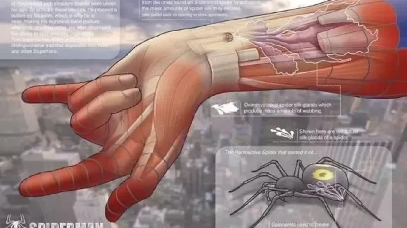 10 Surprising Facts About Spider-Man's Web - Webbing comes from a gland