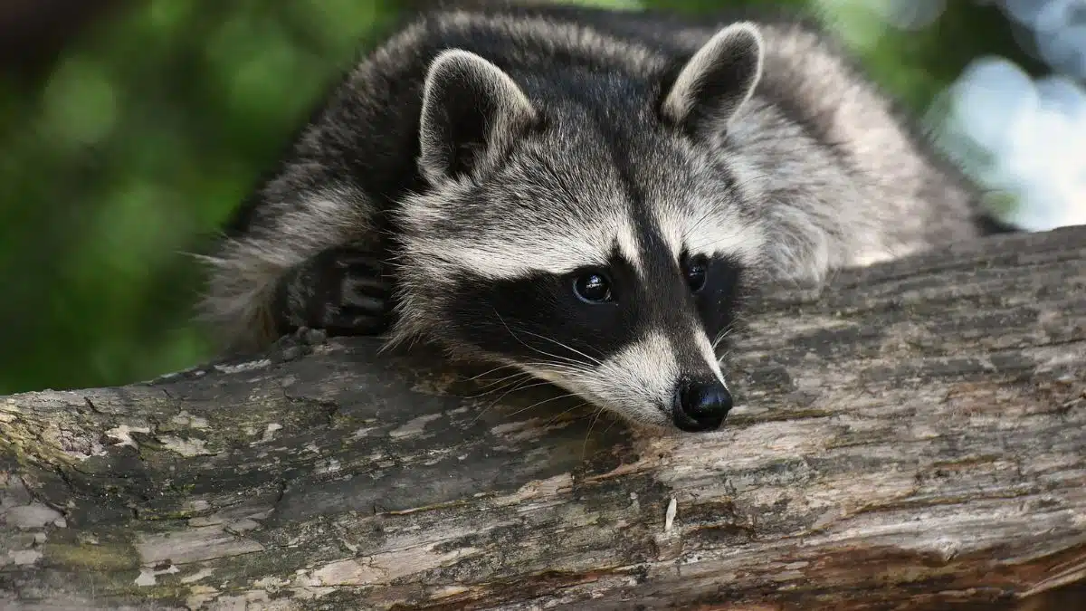 10 Most Intelligent Animals in the World - Raccoon
