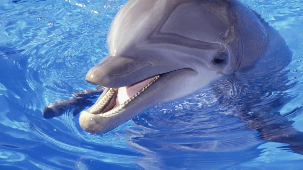 10 Most Intelligent Animals in the World - Dolphin