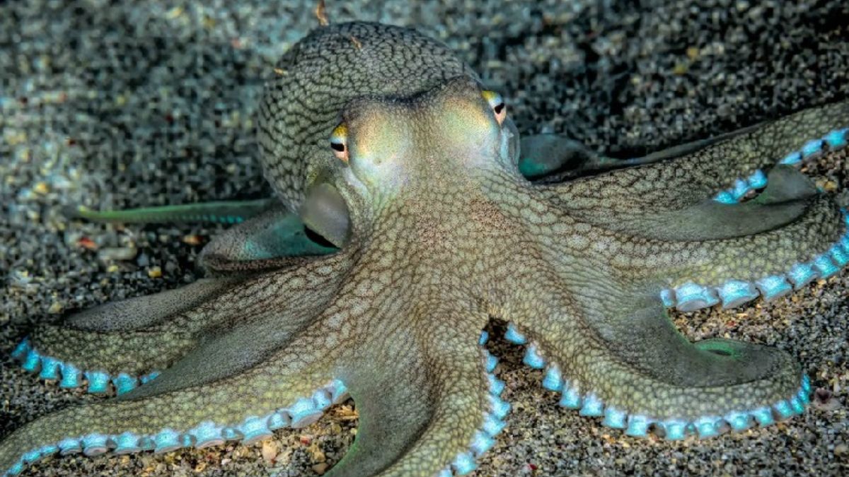 Octopus