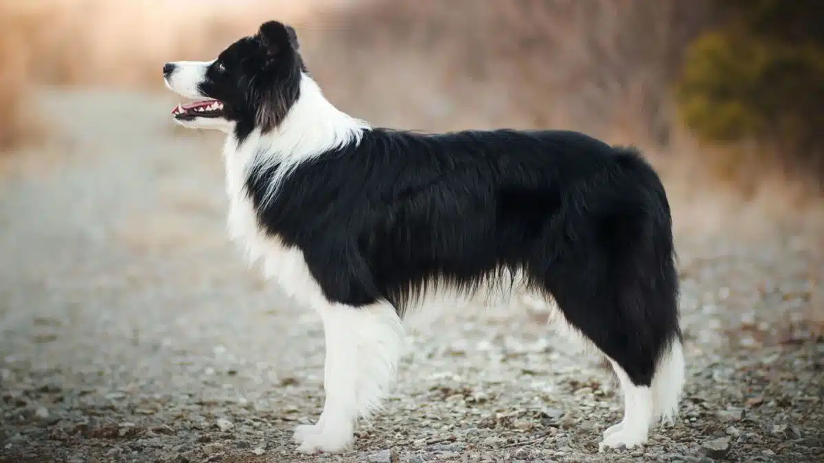 10 Most Intelligent Animals in the World - Border Collie (dog breed)