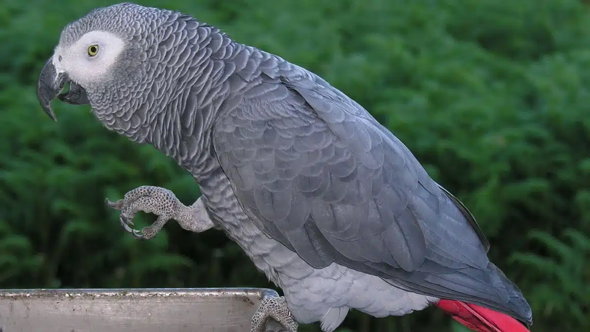 African Grey Parrot
