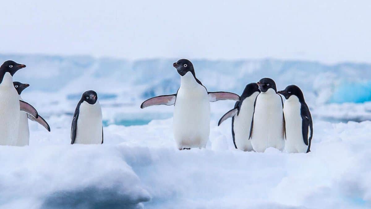 Penguins