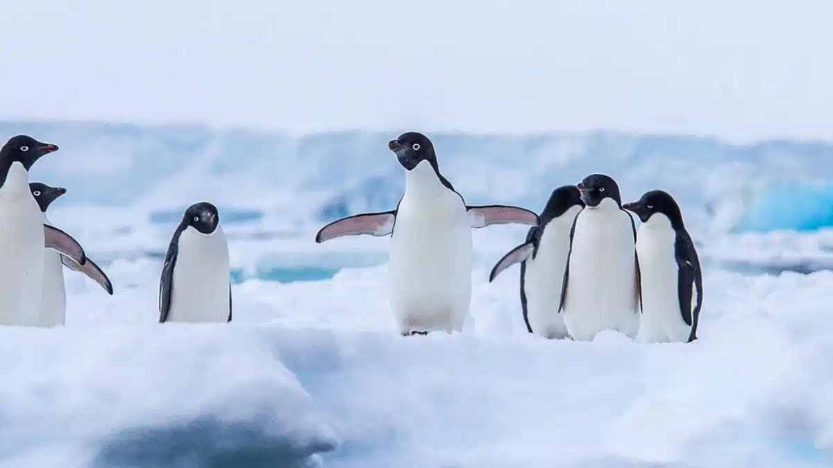 Penguins