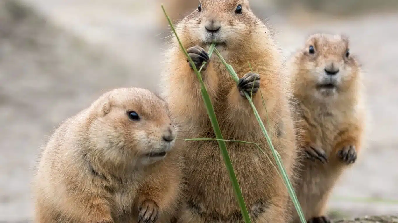 The Mystery of Animal Communication