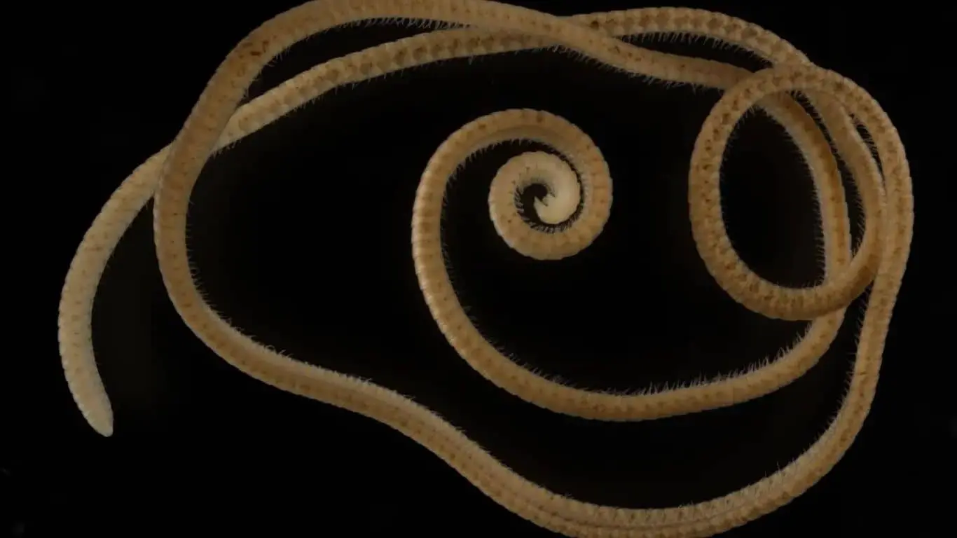 Major Historical Events on December 17 - Today in History - Discovery of the First True Millipede in Western Australia (2021)