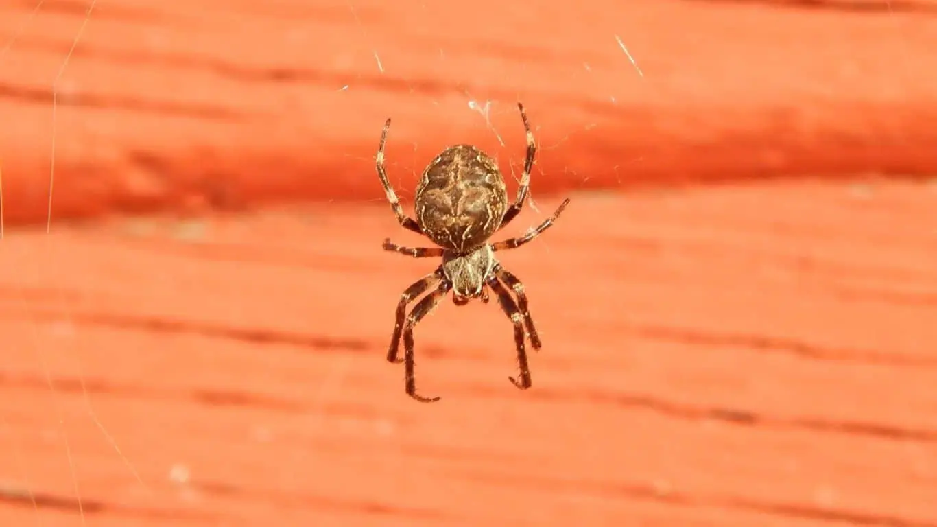 10 Memorable characters from Books Whose Names Begin with ‘C’ - Charlotte - "Charlotte's Web" by E.B. White