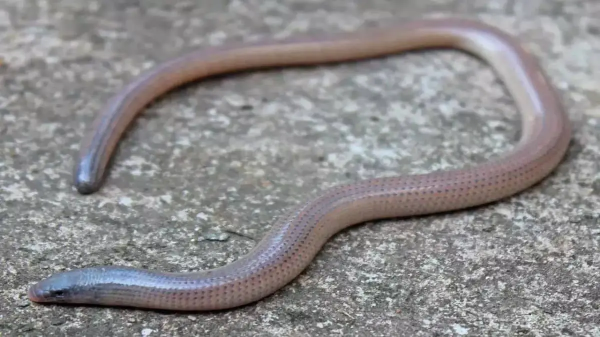 A legless lizard