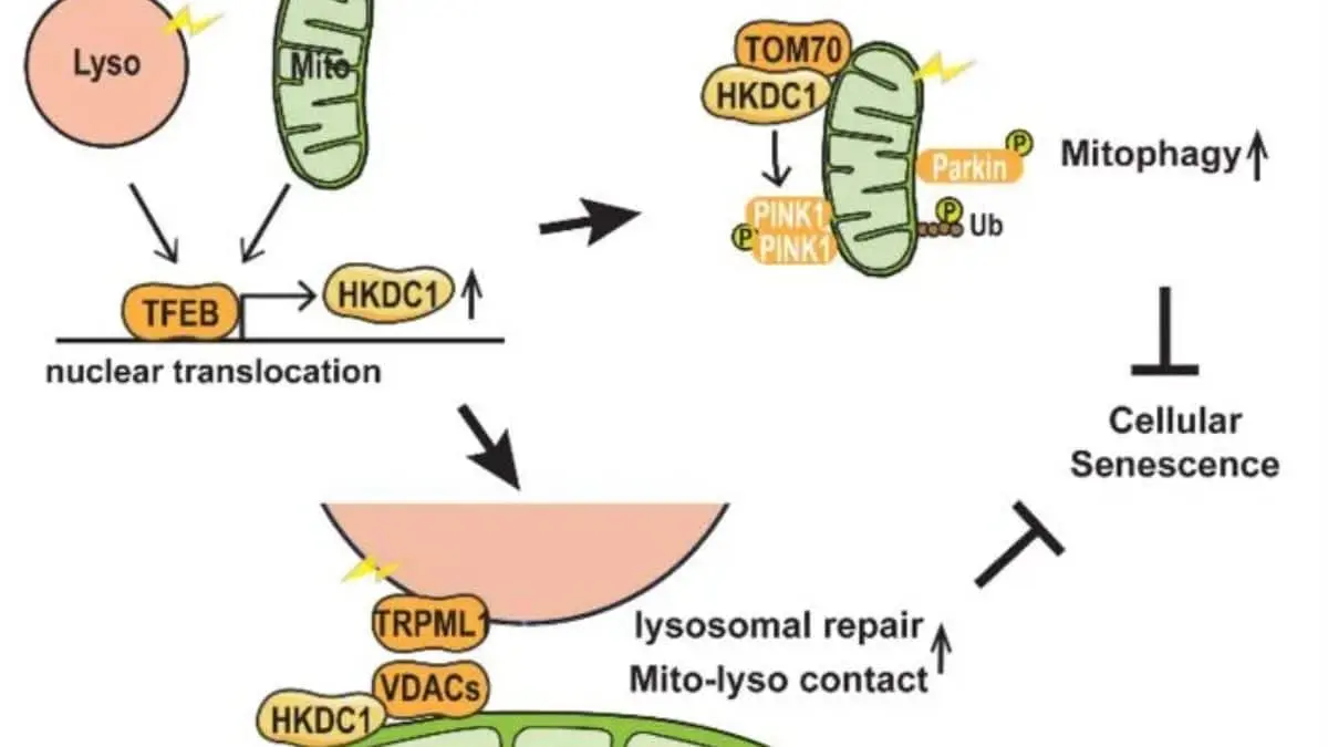 Scientists Identified A Protein That Prevents Cellular Ageing 