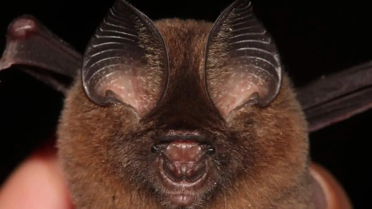 New species discovered in year 2023 - Hipposideros kingstonae