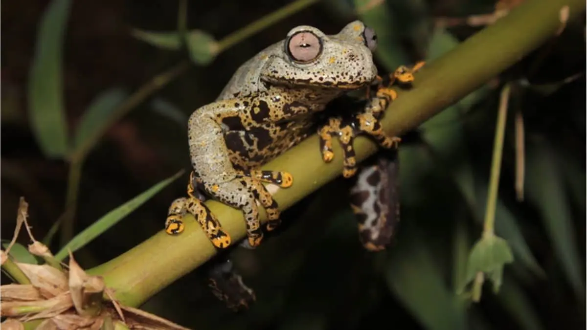 Stream treefrog (Hyloscirtus tolkieni), Ecuador