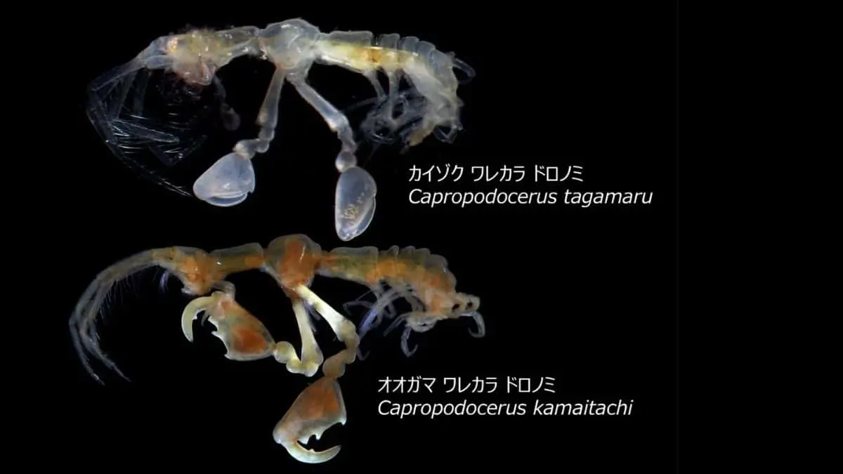 Capropodocerus kamaitachi