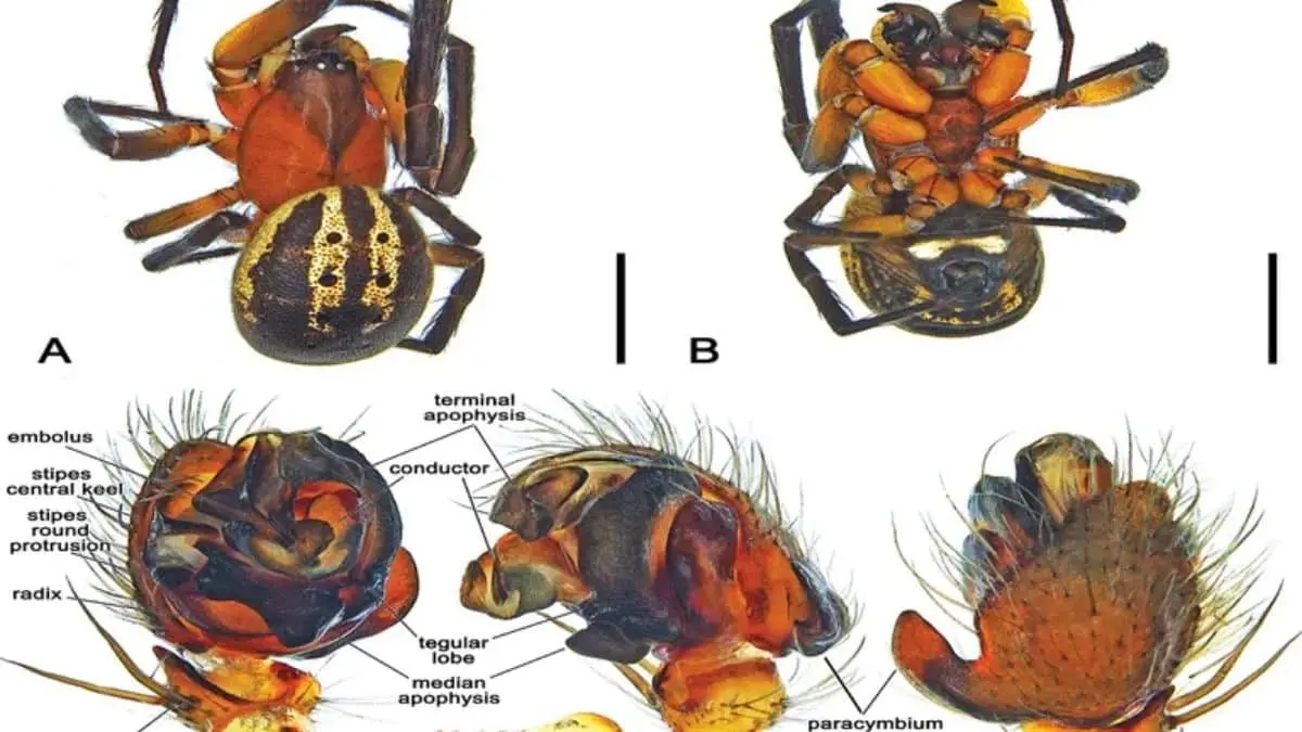New species discovered in year 2023 - Ngoc Linh crocodile newt