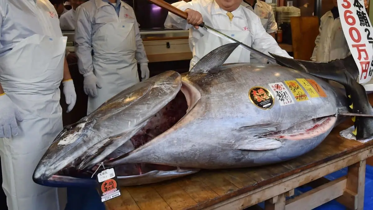 2019: Record price for giant bluefin tuna