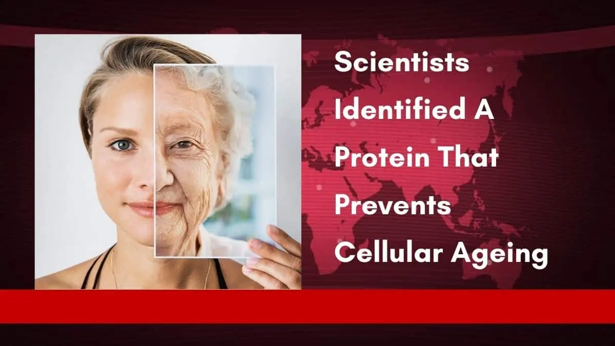 Scientists Identified A Protein That Prevents Cellular Ageing 1