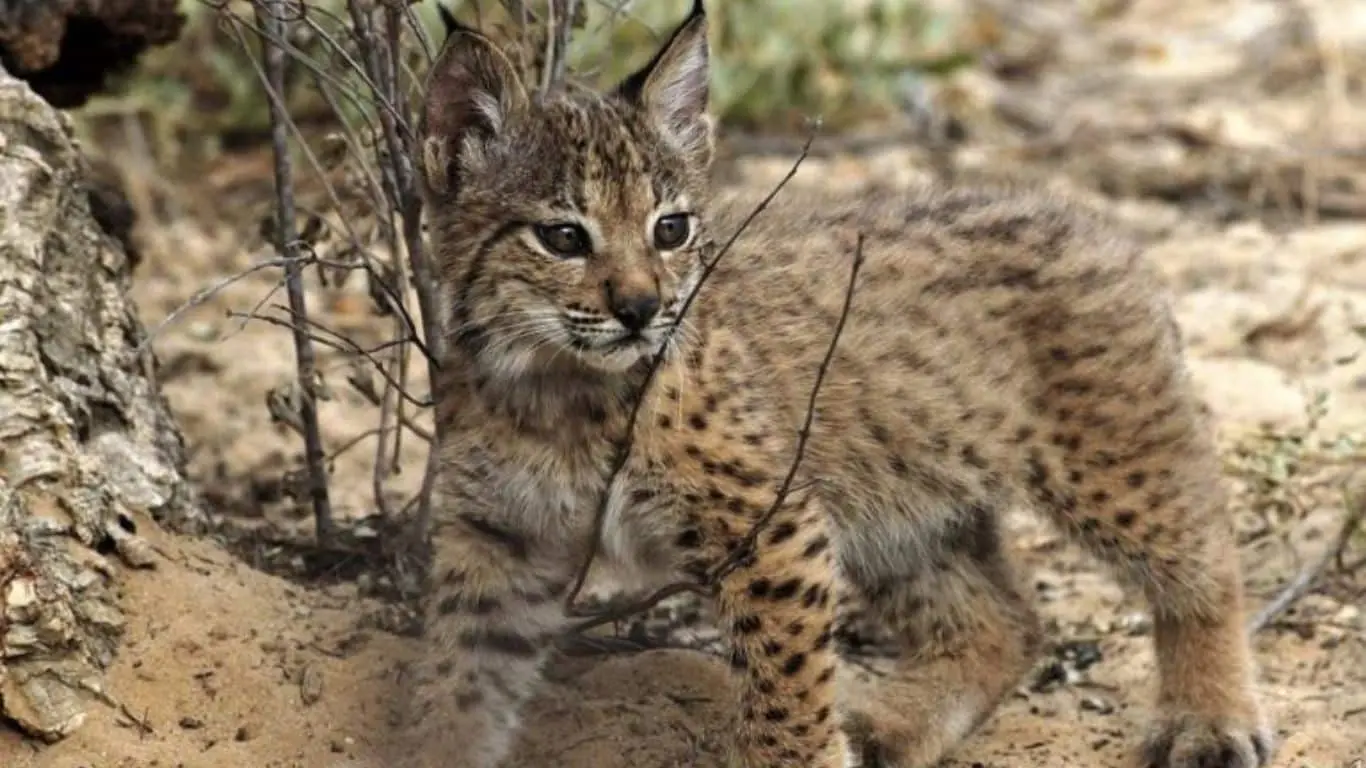 All The Extinction Events Occurred on Earth Since The Origin - Modern Extinction Crisis