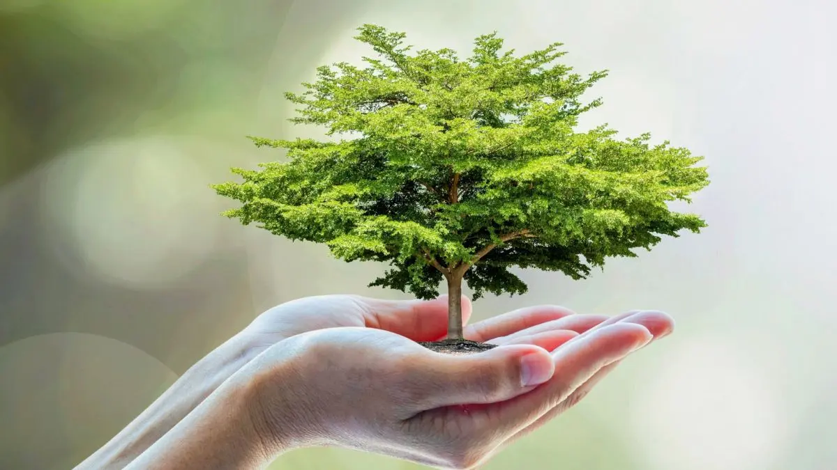 The Roots of Arbor Day: A Celebration of Trees - 1872 AD