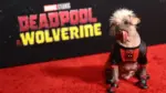Dogpool: From ‘Britain's Ugliest Dog' to the Spotlight in ‘Deadpool & Wolverine
