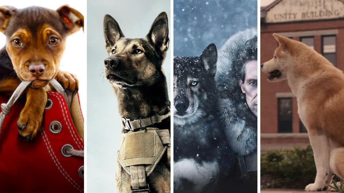 Journée internationale du chien : meilleurs films sur les chiens basés sur des événements réels