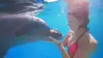 How smart are dolphins (2)