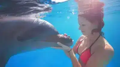 How smart are dolphins?
