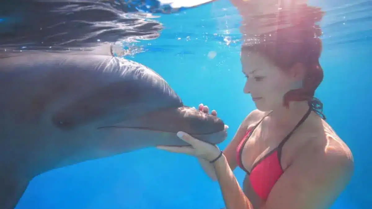 How smart are dolphins (2)