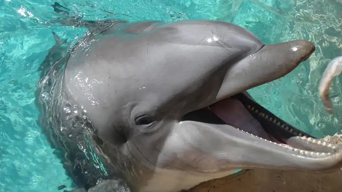How smart are dolphins