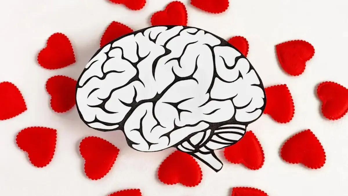 The Brain in Love What Neuroscience Says About Infatuation, Attachment, and Heartbreak