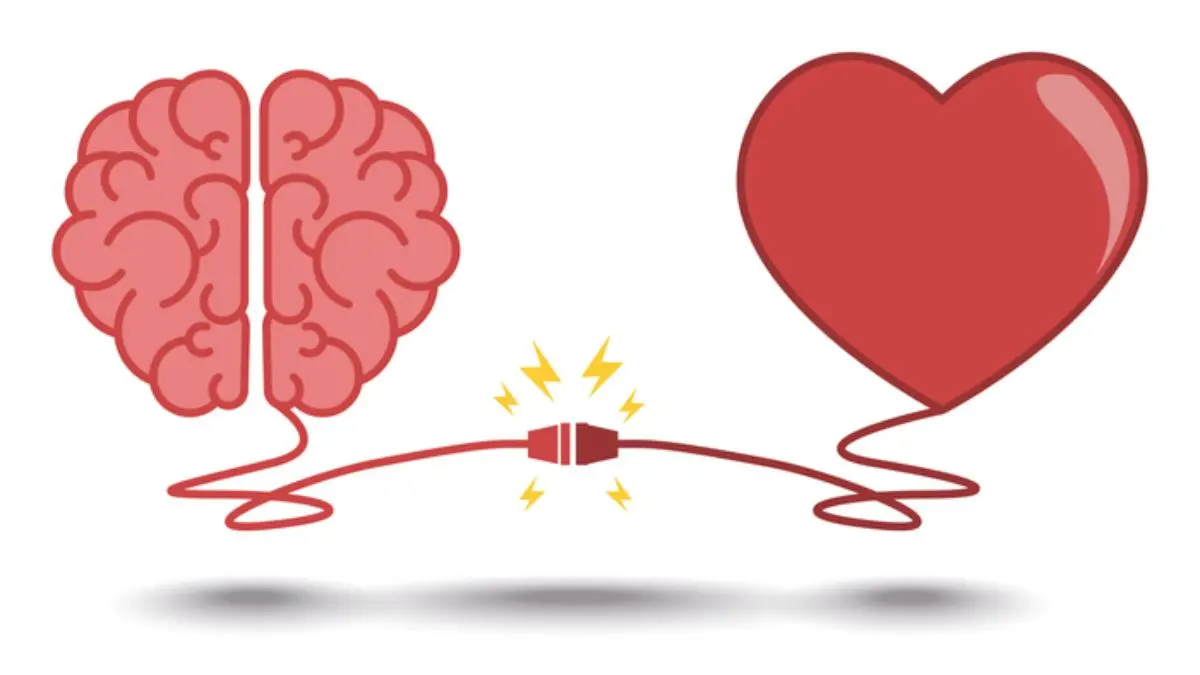 The Brain in Love What Neuroscience Says About Infatuation, Attachment, and Heartbreak (3)