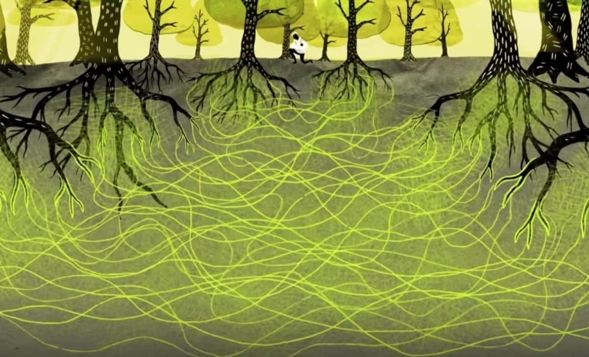 How Plants Communicate