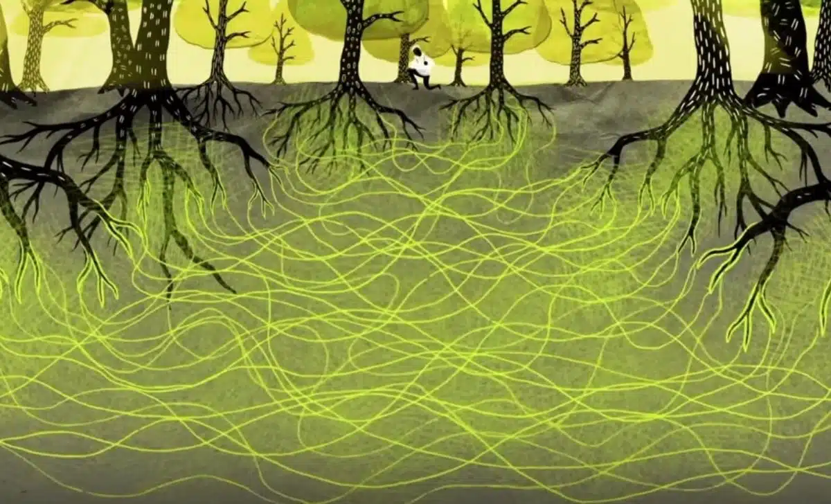 How Plants Communicate