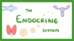 How the Endocrine System Shapes Us The Hidden Power Behind Our Bodily Changes (3)