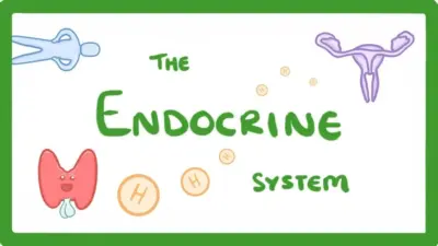 How the Endocrine System Shapes Us: The Hidden Power Behind Our Bodily Changes