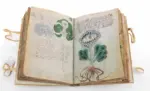 Voynich Manuscript A Mysterious Book No One Can Read (3)
